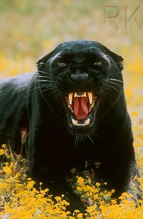 Blackpanther - 73.jpg